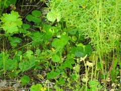 Lysimachia linum-stellatum