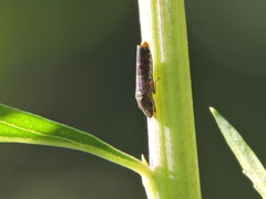 Homalodisca vitripennis