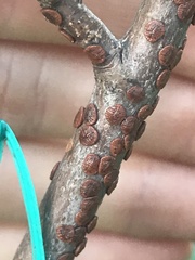 Pulvinaria innumerabilis