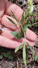 Thermopsis divaricarpa