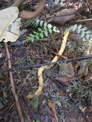 Schistometopum thomense