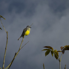 Tyrannus albogularis