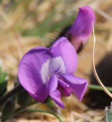Oxytropis czukotica
