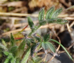 Oxytropis czukotica