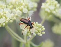 Cortodera