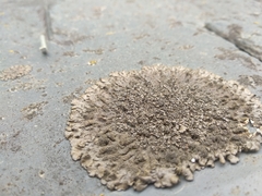 Xanthoparmelia loxodes