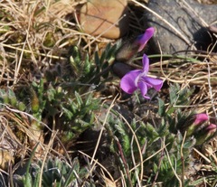 Oxytropis czukotica