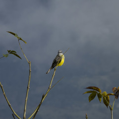 Tyrannus albogularis