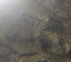 Xanthoparmelia loxodes