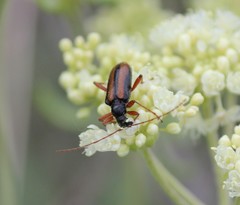 Cortodera