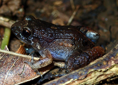 Adenomera hylaedactyla