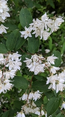 Deutzia gracilis