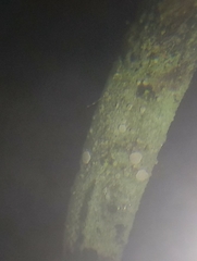 Fellhanera bouteillei