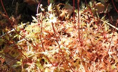 Saxifraga fragosoi