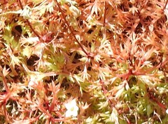 Saxifraga fragosoi