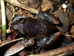 Adenomera hylaedactyla