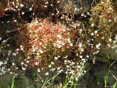 Saxifraga fragosoi
