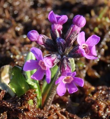 Primula tschuktschorum