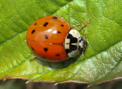 Harmonia axyridis