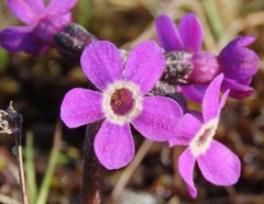 Primula tschuktschorum