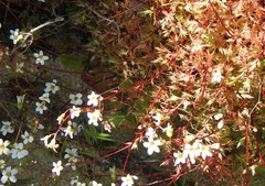 Saxifraga fragosoi