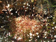 Saxifraga fragosoi