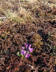 Primula tschuktschorum