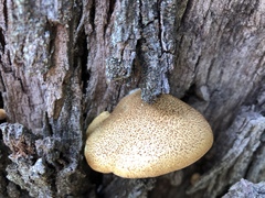 Crepidotus eucalyptorum