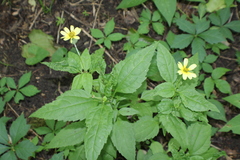 Heliopsis gracilis