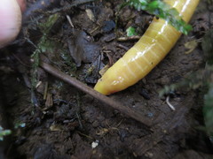 Schistometopum thomense