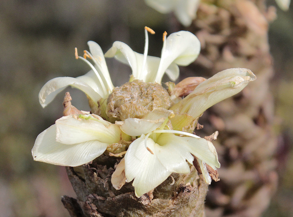 Puya ochroleuca