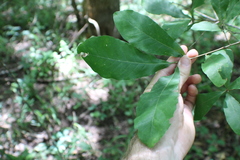 Quercus oglethorpensis