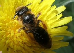 Andrena