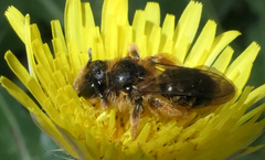 Andrena