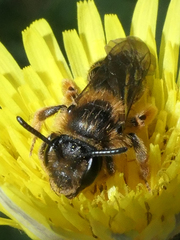 Andrena