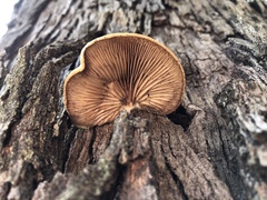 Crepidotus eucalyptorum