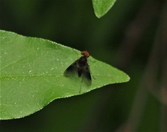 Chrysopilus quadratus