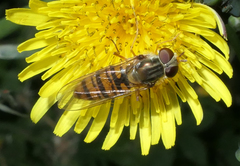 Episyrphus balteatus