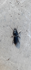 Scarites anthracinus