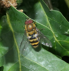 Syrphus