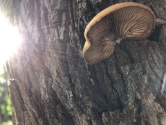 Crepidotus eucalyptorum