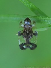 Corythucha associata