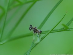 Corythucha associata