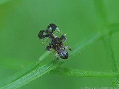 Corythucha associata