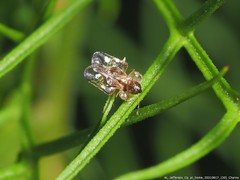 Corythucha associata