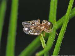 Corythucha associata