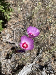 Clarkia gracilis tracyi