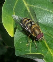 Syrphus