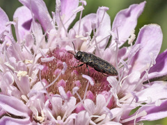 Acmaeodera cisti