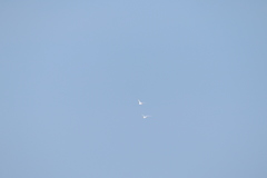 Gelochelidon nilotica